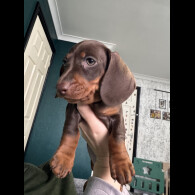 Dachshund (Miniature Smooth Haired)