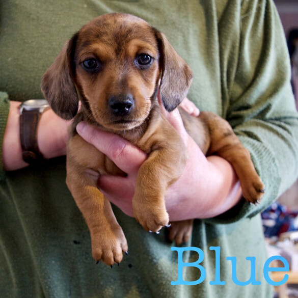 Dachshund (Miniature Smooth Haired)