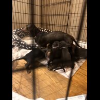 Dachshund (Miniature Smooth Haired)