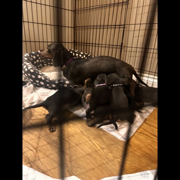 Dachshund (Miniature Smooth Haired)