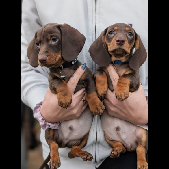 Dachshund (Miniature Smooth Haired)
