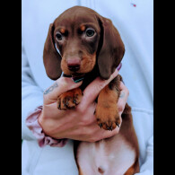 Dachshund (Miniature Smooth Haired)