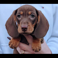 Dachshund (Miniature Smooth Haired)