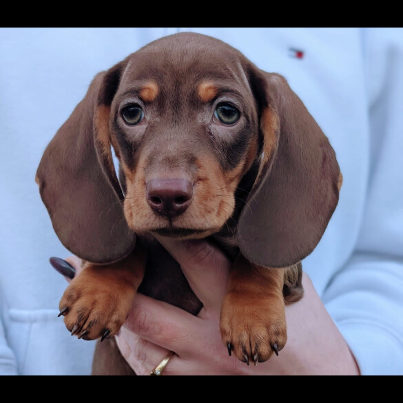 Dachshund (Miniature Smooth Haired)