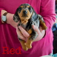 Dachshund (Miniature Smooth Haired)