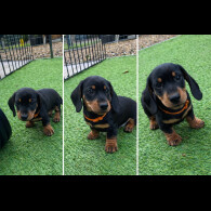 Dachshund (Miniature Smooth Haired)