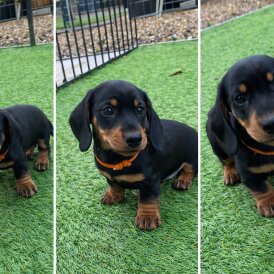 Dachshund (Miniature Smooth Haired)