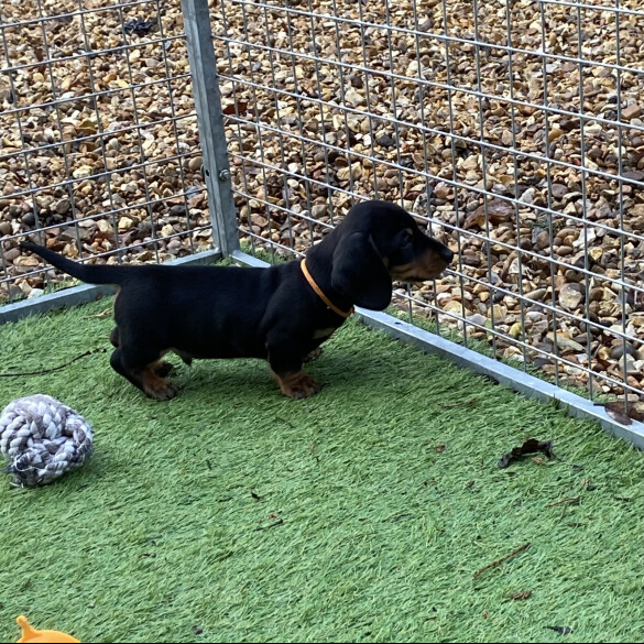 Dachshund (Miniature Smooth Haired)