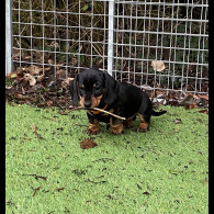 Dachshund (Miniature Smooth Haired)
