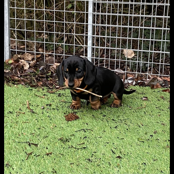 Dachshund (Miniature Smooth Haired)
