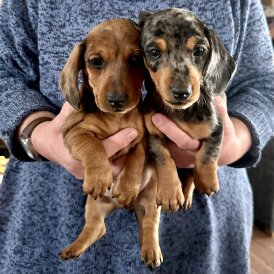 Dachshund (Miniature Smooth Haired)