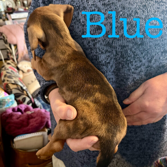 Dachshund (Miniature Smooth Haired)