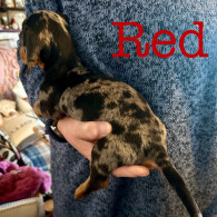 Dachshund (Miniature Smooth Haired)