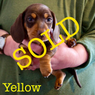 Dachshund (Miniature Smooth Haired)