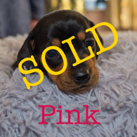 Dachshund (Miniature Smooth Haired)