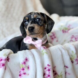 Dachshund (Miniature Smooth Haired)