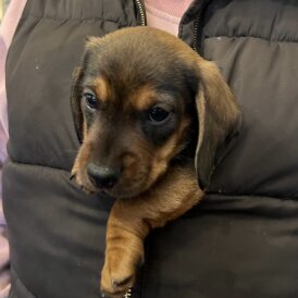 Dachshund (Miniature Wire Haired)