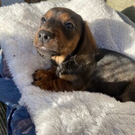 Dachshund (Miniature Wire Haired)