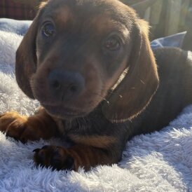 Dachshund (Miniature Wire Haired)