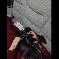 Dachshund (Smooth Haired)