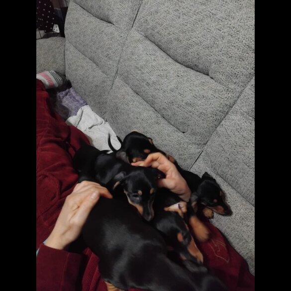 Dachshund (Smooth Haired)