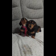 Dachshund (Smooth Haired)