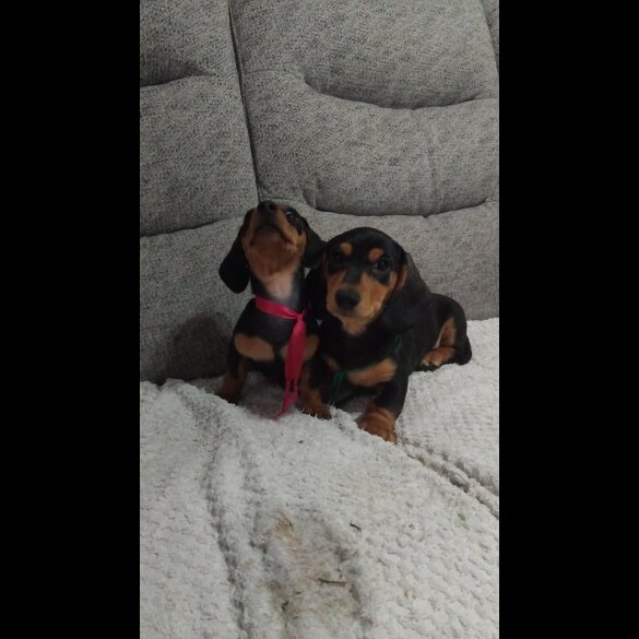 Dachshund (Smooth Haired)