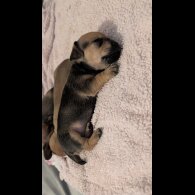 Dachshund (Smooth Haired)