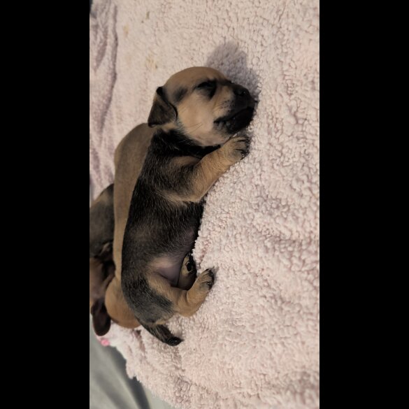 Dachshund (Smooth Haired)