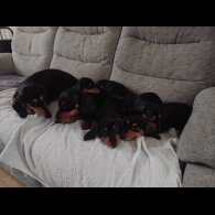 Dachshund (Smooth Haired)