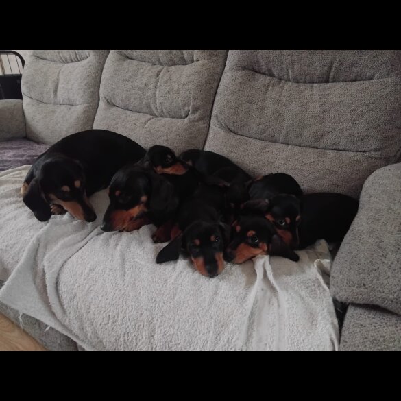 Dachshund (Smooth Haired)