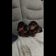 Dachshund (Smooth Haired)