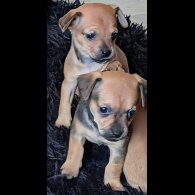 Dachshund (Smooth Haired)