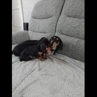 Dachshund (Smooth Haired)