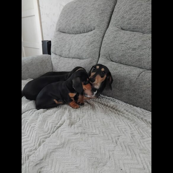 Dachshund (Smooth Haired)