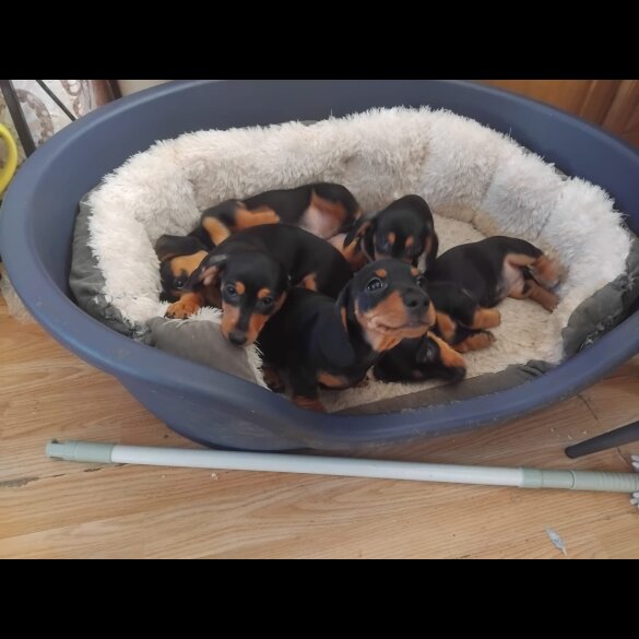 Dachshund (Smooth Haired)