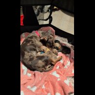 Dachshund (Smooth Haired)