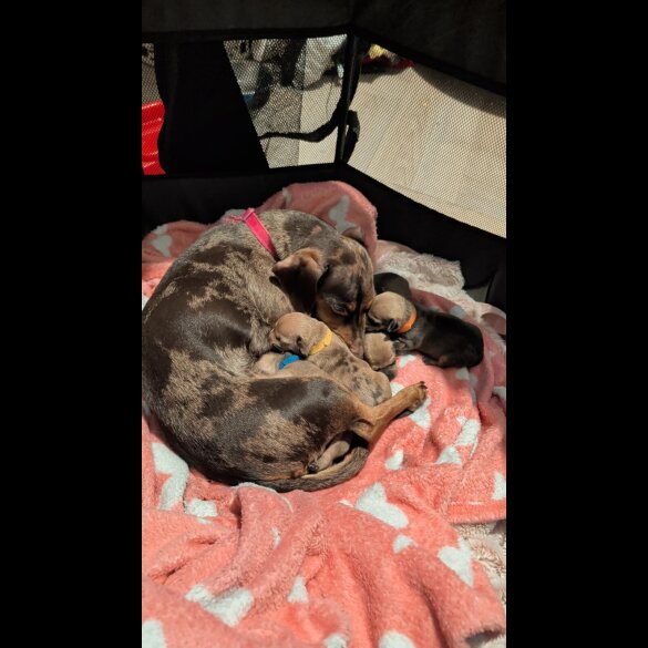 Dachshund (Smooth Haired)