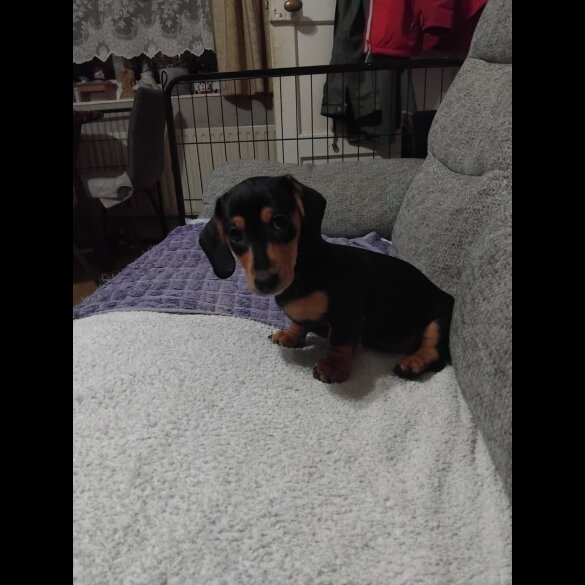 Dachshund (Smooth Haired)