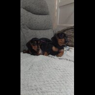 Dachshund (Smooth Haired)