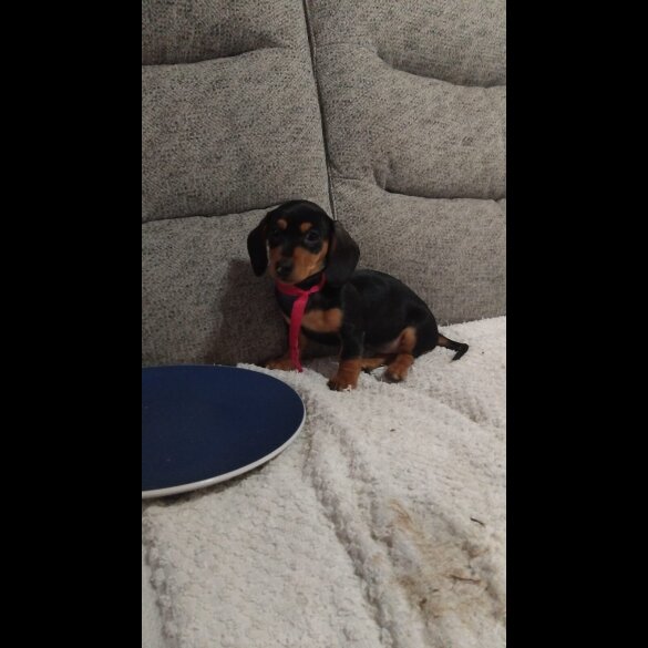 Dachshund (Smooth Haired)