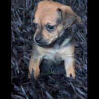 Dachshund (Smooth Haired)