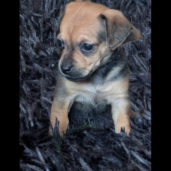 Dachshund (Smooth Haired)