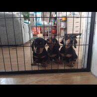 Dachshund (Smooth Haired)