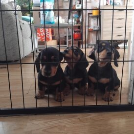 Dachshund (Smooth Haired)