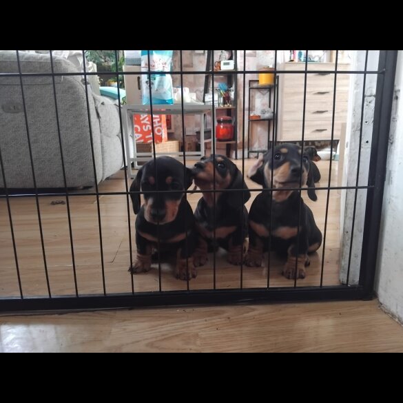 Dachshund (Smooth Haired)