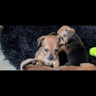 Dachshund (Smooth Haired)