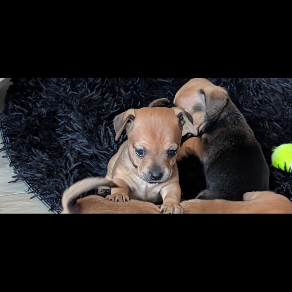 Dachshund (Smooth Haired)