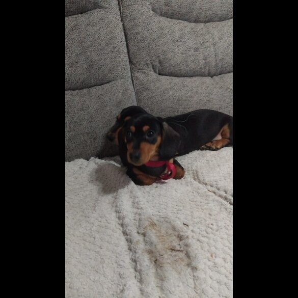 Dachshund (Smooth Haired)