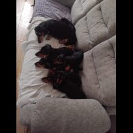 Dachshund (Smooth Haired)